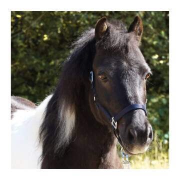 Kavalkade Shetty- und Mini Shetty-Halfter "Shorty"