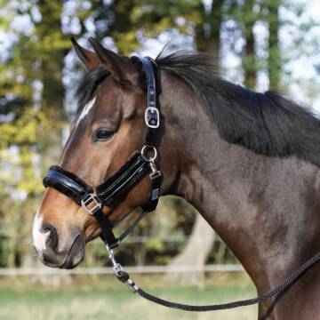 Busse Halfter COMFY-LACK Schwarz