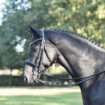 Busse Kandare LUXURY schwarz/Strass-grau