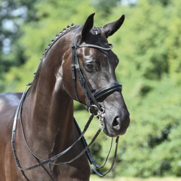 Busse Kandare MASSA schwarz/Lack-Strass