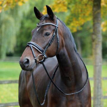 Busse Trense MONZA schwarz (weiß)/Strass-silber