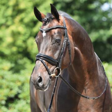 Busse Trense MASSA schwarz/Lack-Strass